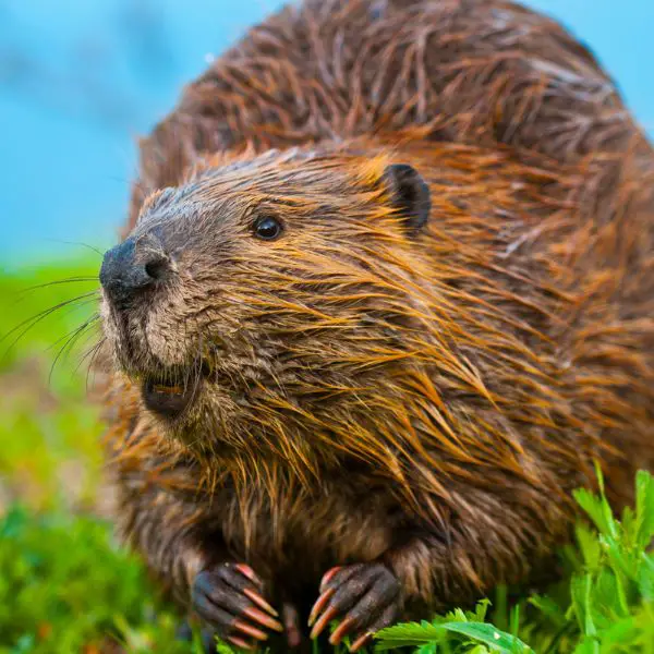 Beaver Names