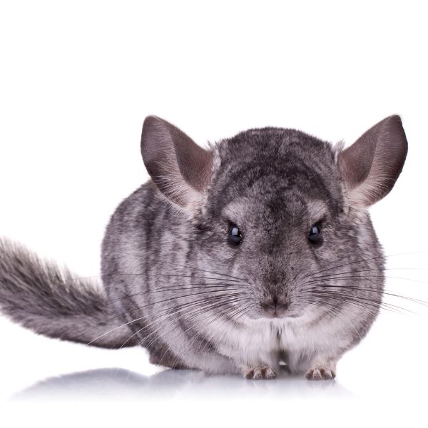 Chinchilla Names