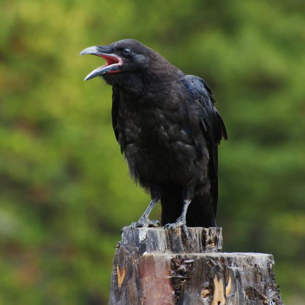 Crow Names