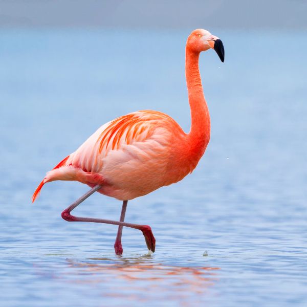 Flamingo Names