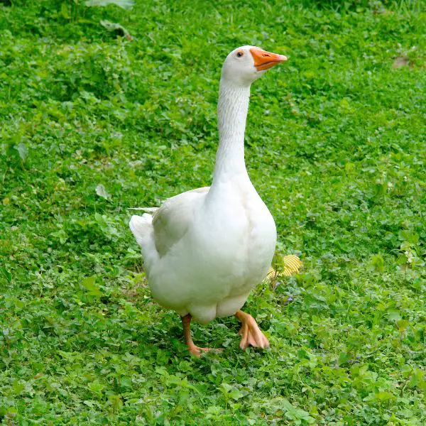 Goose Names