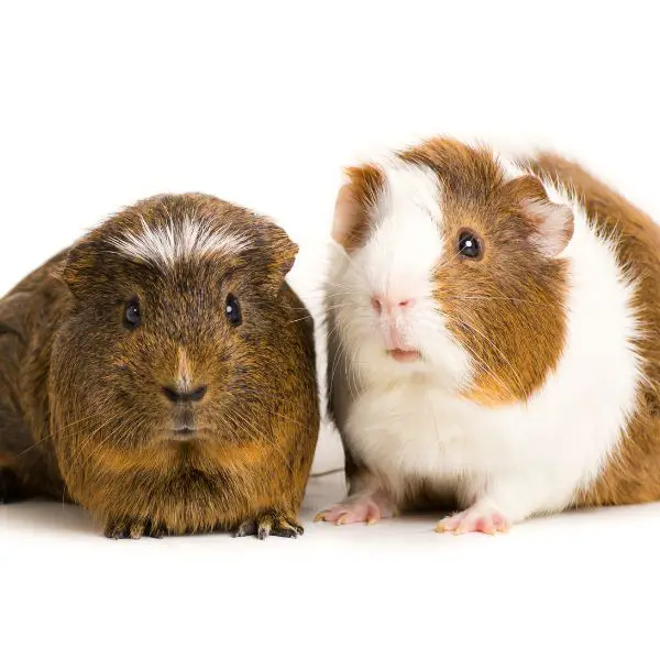 Guinea Pig Names