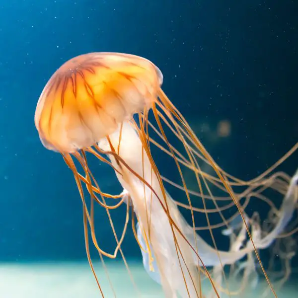 Jellyfish Names