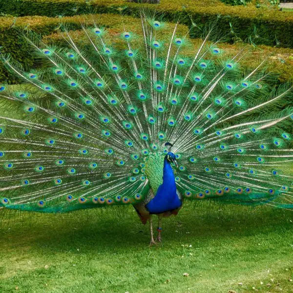 Peacock Names