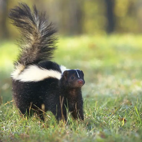 Skunk Names