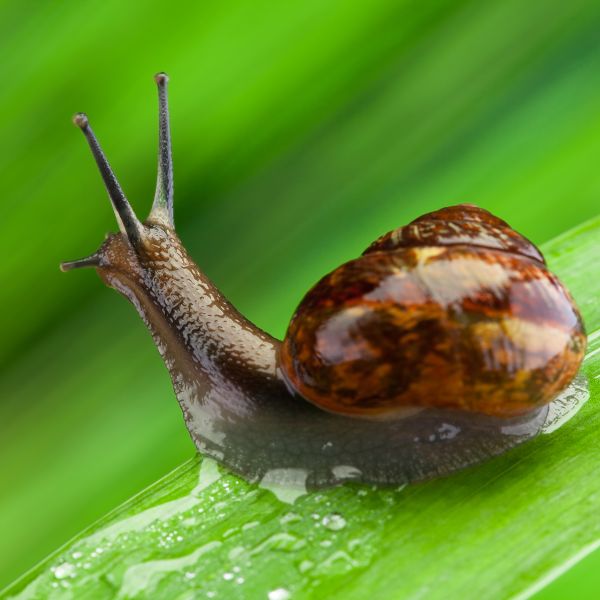 Snail Names