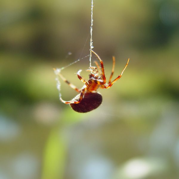 Spider Names