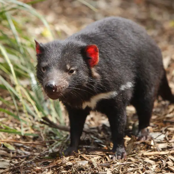 Tasmanian Devil Names