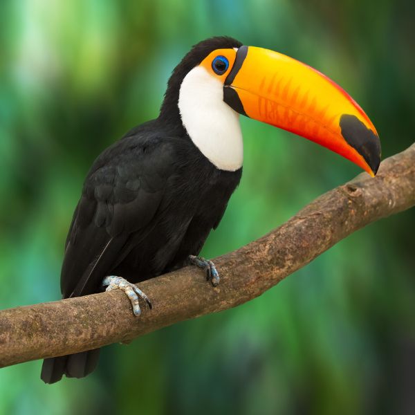 Toucan Names