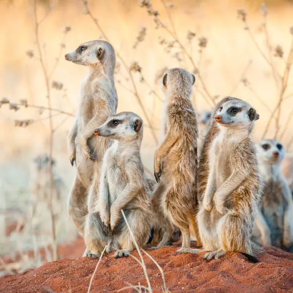 Meerkat Names