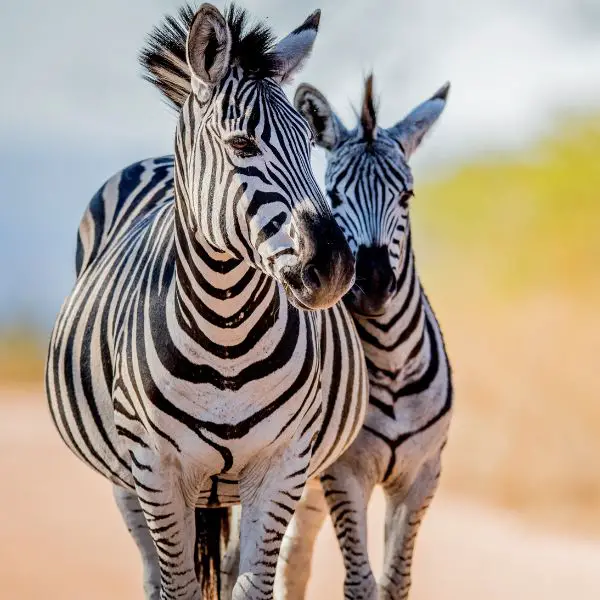 Zebra Names