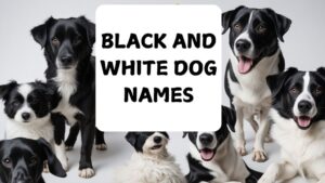 Black and White Dog Names