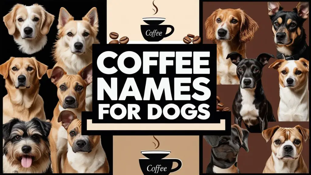 Coffee Names for Dogs