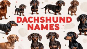 Dachshund Names