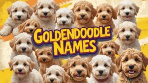 Goldendoodle Names