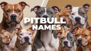 Pitbull Names