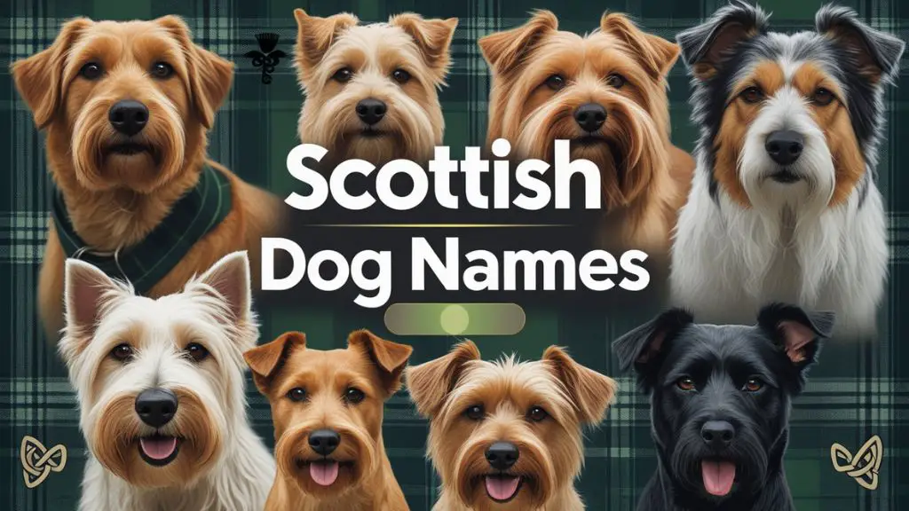 Scottish Dog Names