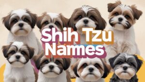 Shih Tzu Names