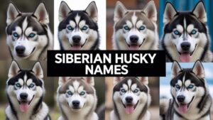 Siberian Husky Names