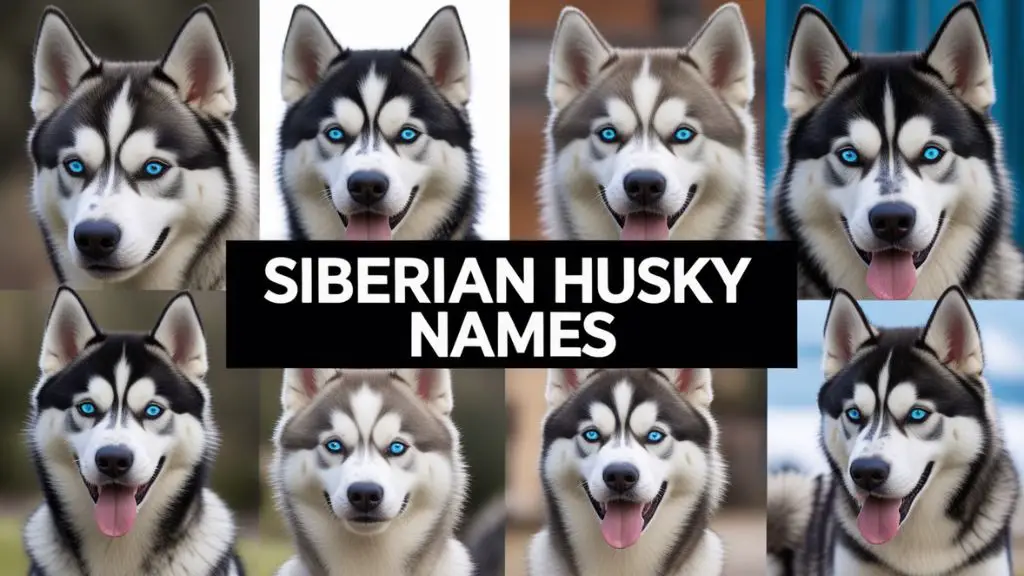 Siberian Husky Names