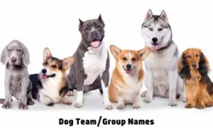 Dog Team Group Names