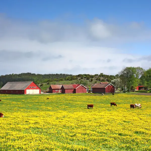 farm-name-generator