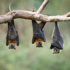 Bat Names