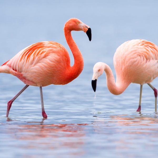 Cool Flamingo Names