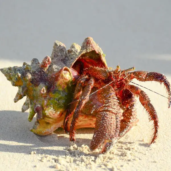 Cool Hermit Crab Names