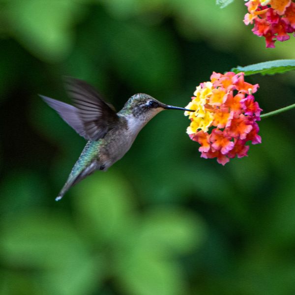 Cool Hummingbird Names