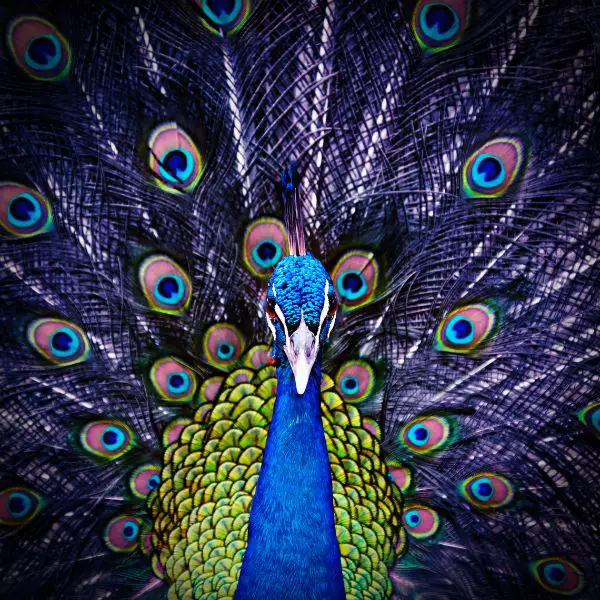 Cool Peacock Names