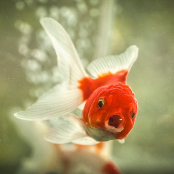 Cute Goldfish Names