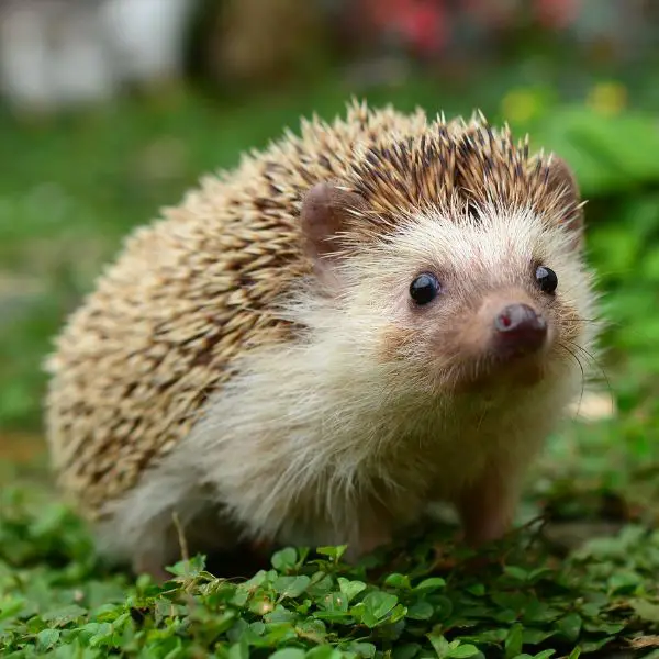 Cute Hedgehog Names