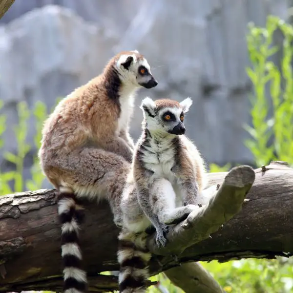 Cute Lemur Names
