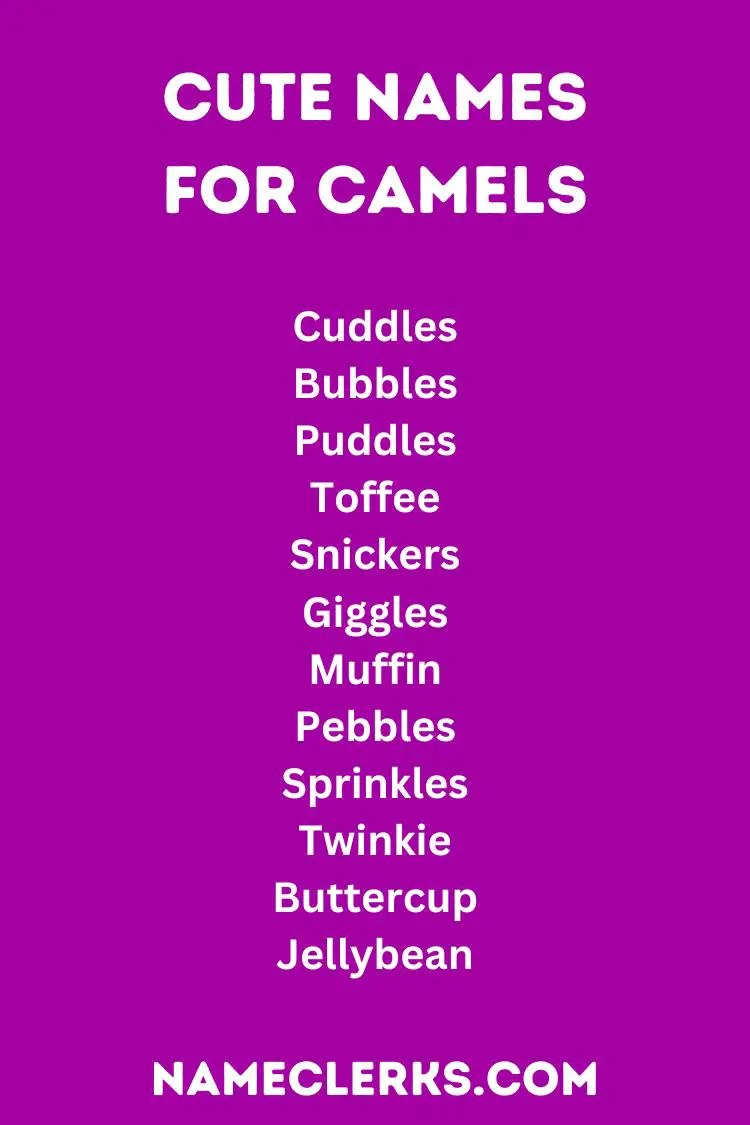 Cute Names For Camels