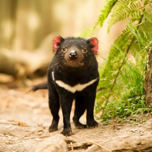 Cute Tasmanian Devil Names