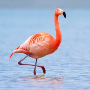 Flamingo Names