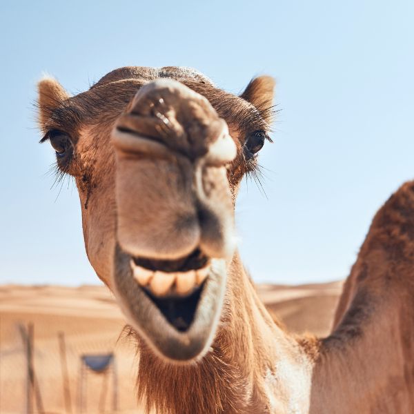 Funny Names For Camels