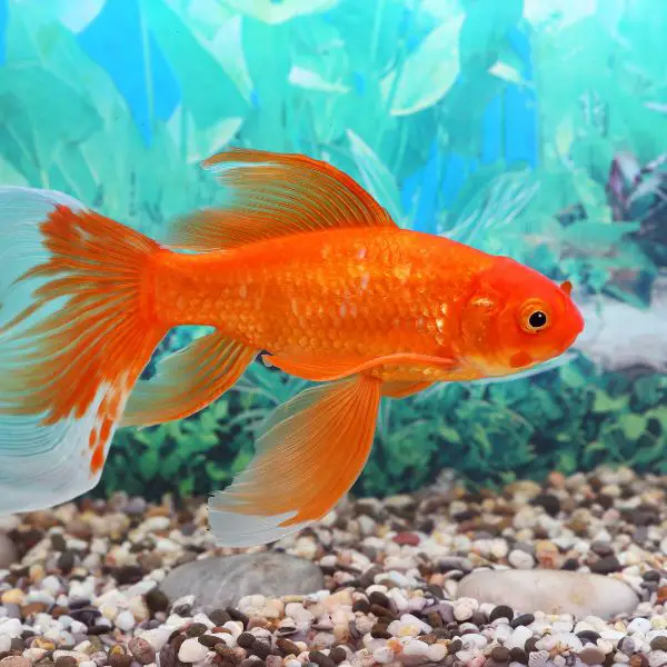 Goldfish Names (450+ Cute, Funny, Clever and Funny)