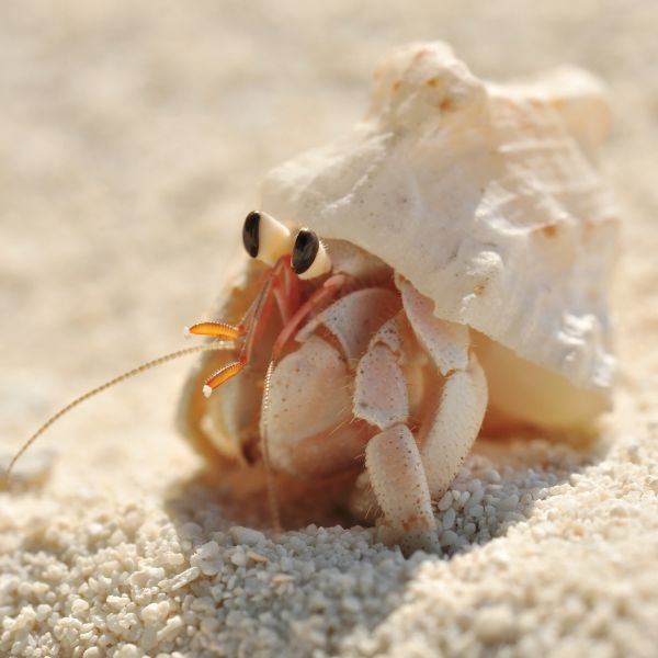 Hermit Crab Names (From Cute to Quirky - The Ultimate List)