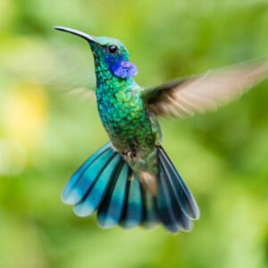 Hummingbird Names