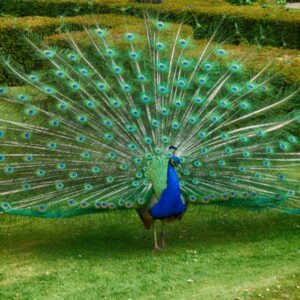 Peacock Names