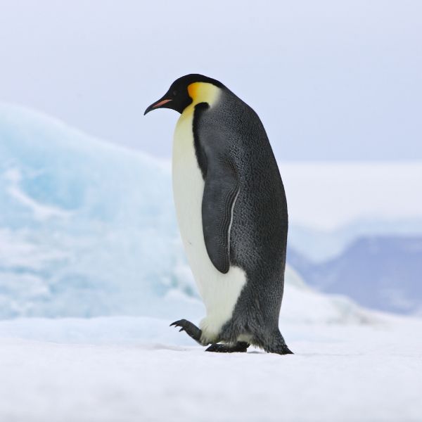 Penguin Names (Cool, Cute, and Everything In-Between)