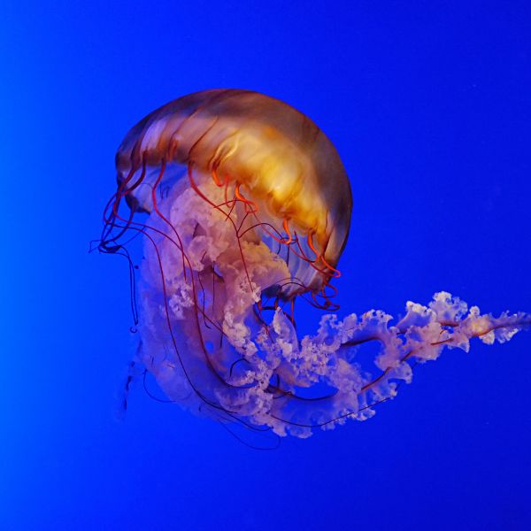 Pet Jellyfish Names