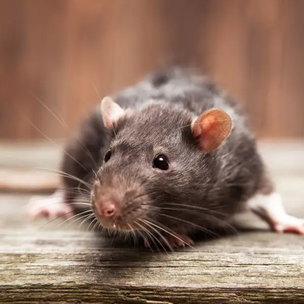 rat-names-450-best-cute-funny-and-clever-ideas