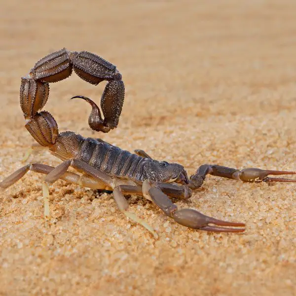 Scorpion Names (450+ Cool, Cute, and Badass Picks)