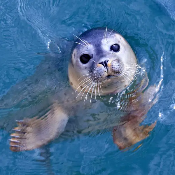 seal-names-explore-the-best-unique-and-popular-choices