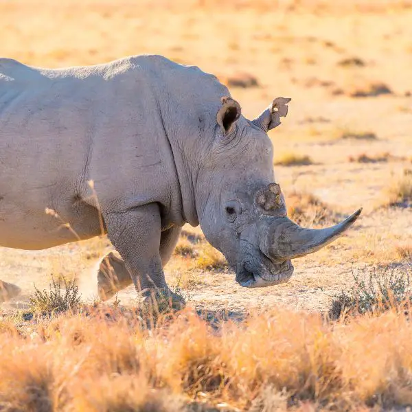 Badass Rhino Names