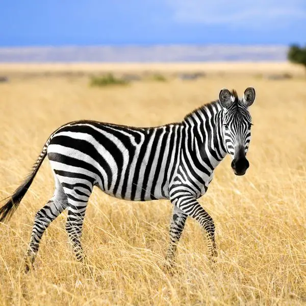 Cool Zebra Names