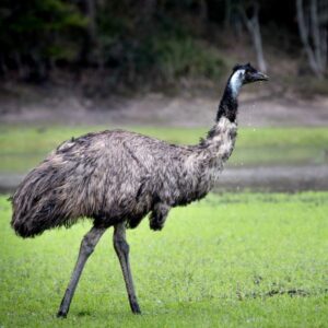 Emu Names